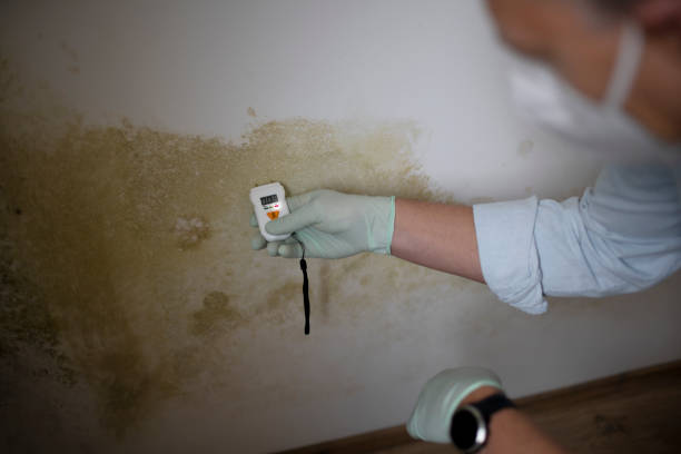 Trusted Winooski, VT Mold Remediation Experts